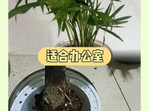 扣水的正确方法——创意家居必备，让你的绿植更美丽