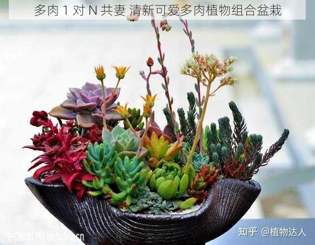 多肉 1 对 N 共妻 清新可爱多肉植物组合盆栽